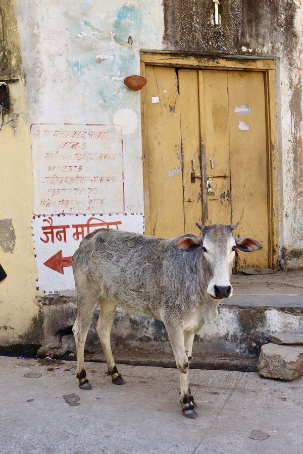 Photograph, Rajasthan, India